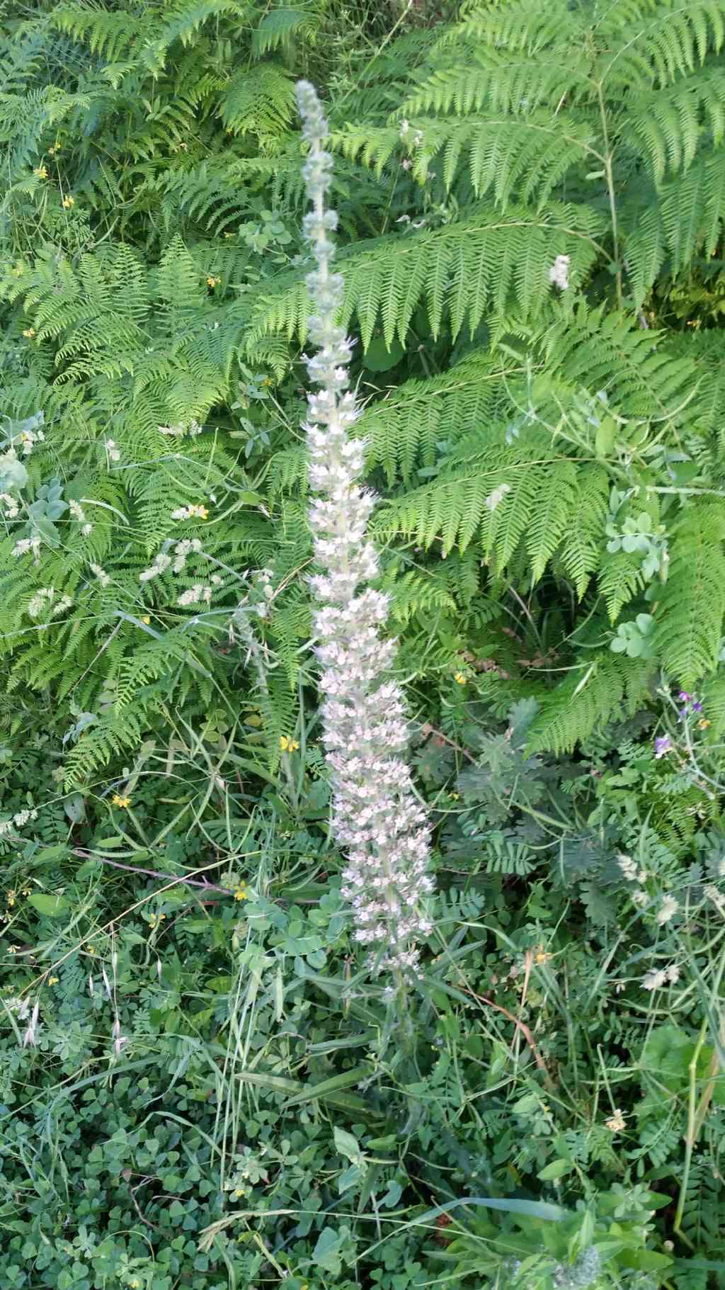 Echium italicum (Boraginaceae)